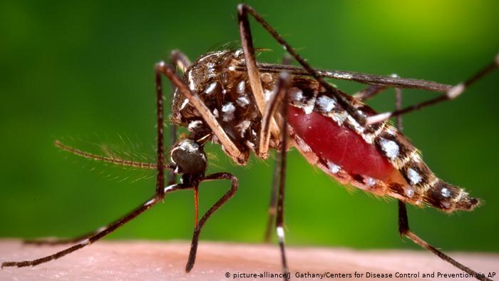 Αποτυχημένα πειράματα γέμισαν με μεταλλαγμένα κουνούπια τη Βραζιλία