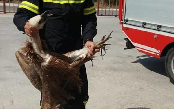 Λεωφορείο στην Κρήτη τράκαρε με… γύπα
