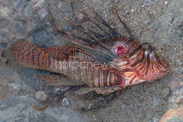 Λεοντόψαρο εμφανίστηκε σε παραλία στα Χανιά – Πανικός για το ψάρι-δολοφόνο