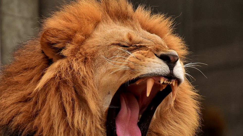Ένας 8χρονος πάλεψε με λιοντάρι – Πώς κατάφερε να γλυτώσει