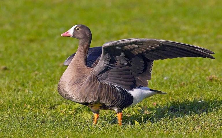 Νανοχήνες : Έφτασαν 73 στη Λίμνη Κερκίνη για να ξεχειμωνιάσουν
