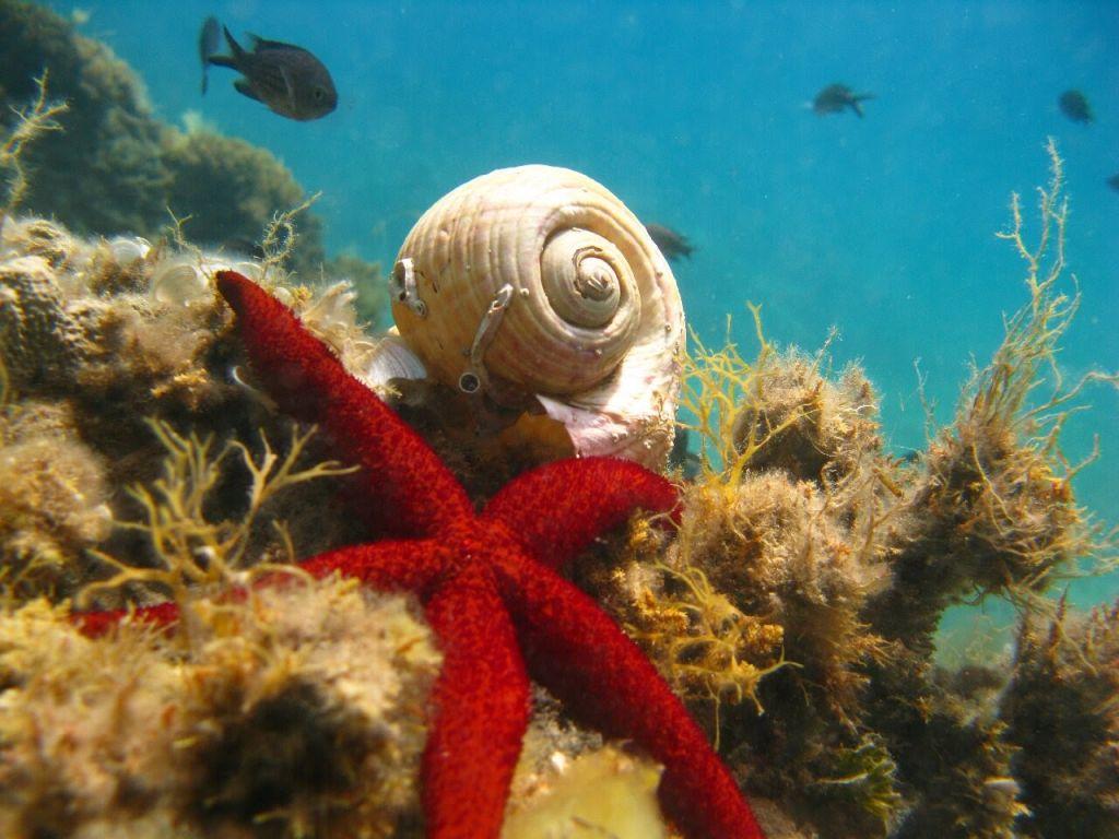 Λάρισα : Υποθαλάσσια μαγεία στα ανοιχτά του δήμου Αγιάς