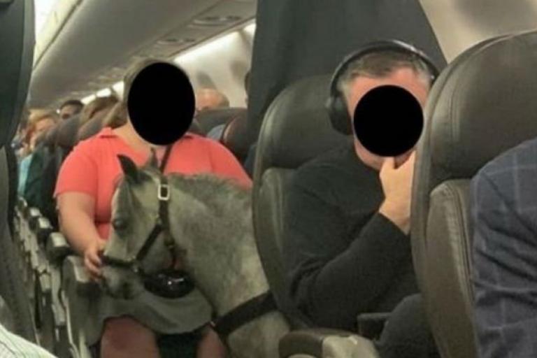 Πήρε μαζί της στην πτήση ένα μικρό πόνι
