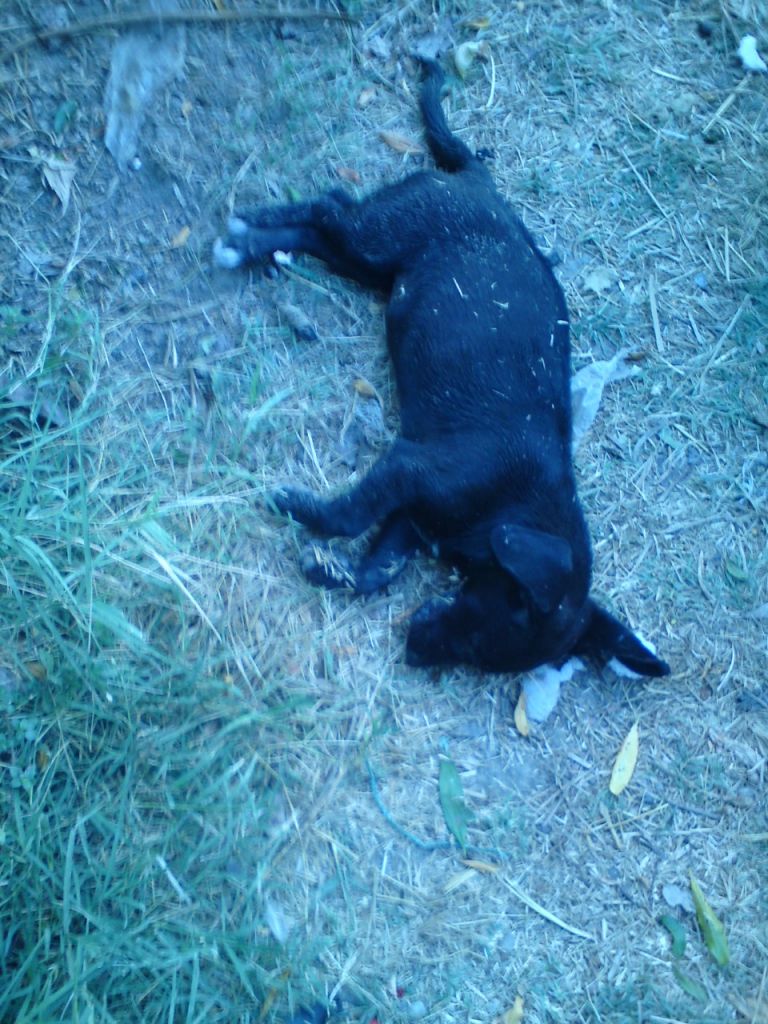 Καταγγελία για εν ψυχρώ δολοφονία αδέσποτων σε χωριό στο Δήμο Αρχανών – Αστερουσίων