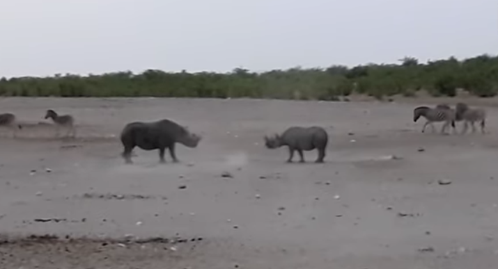 Δείτε την άγρια μονομαχία ανάμεσα σε δύο μαύρους ρινόκερους