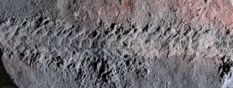 Ανακαλύφθηκε απολίθωμα εντόμου-Σερνόταν πριν από 550 εκατ. χρόνια