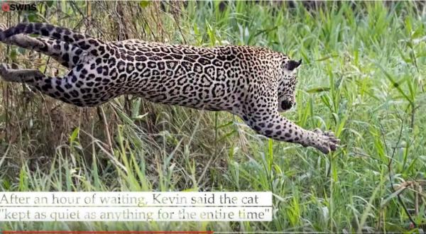 Η τρομακτική επίθεση ιαγουάρου σε κροκόδειλο