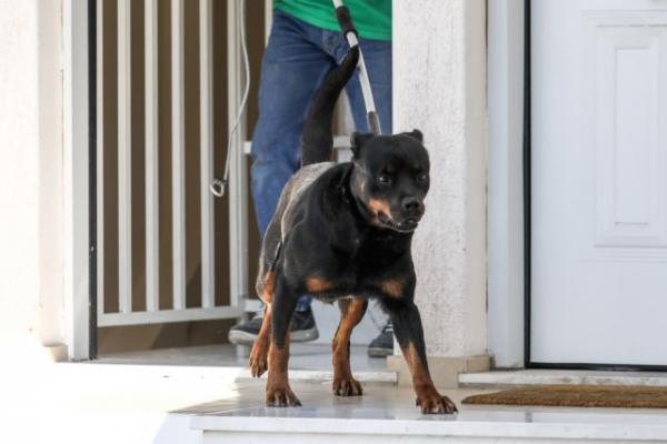 Γλυκά Νερά: Η συγκλονιστική κατάθεση της μάνας – Πώς το ροτβάιλερ κατασπάραξε το βρέφος