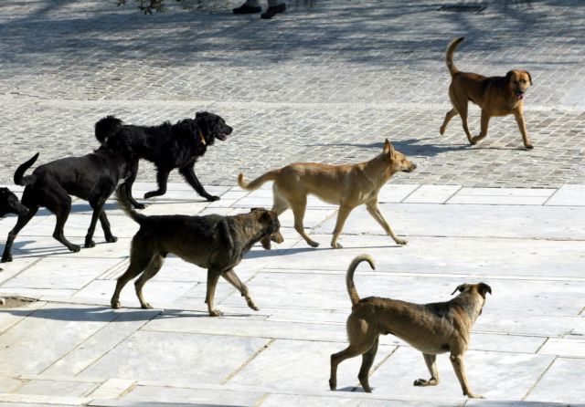 Νορβηγία: Μυστηριώδης ασθένεια προσβάλλει δεκάδες σκυλιά