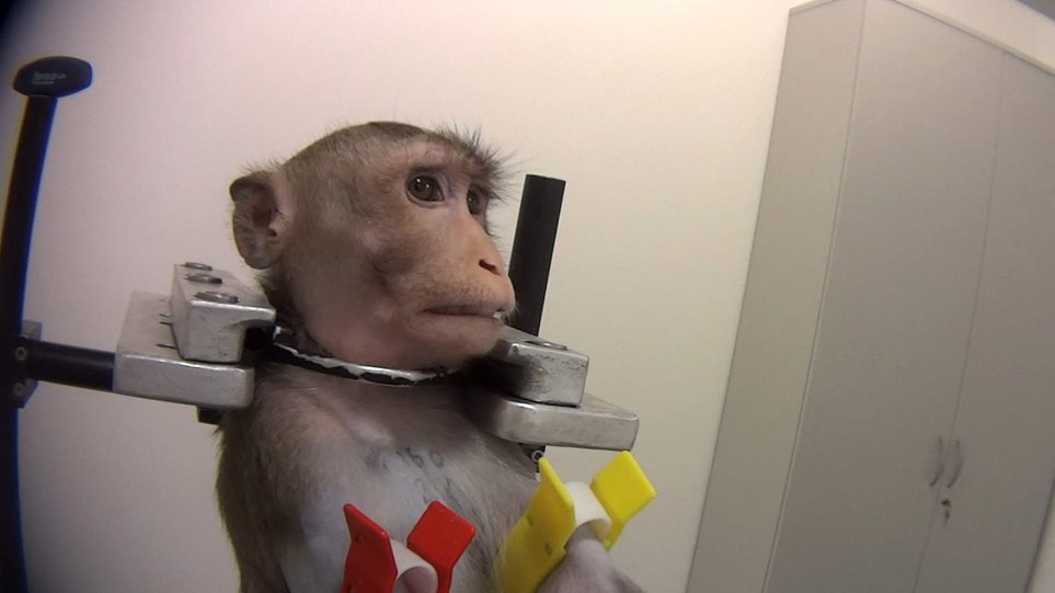 Γερμανία : Βίντεο γροθιά στο στομάχι με βασανιστήρια σε πειραματόζωα