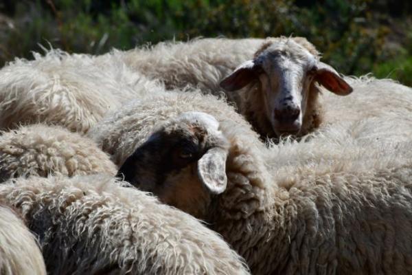 Λάρισα : Έκλεψαν ολόκληρο κοπάδι με πρόβατα