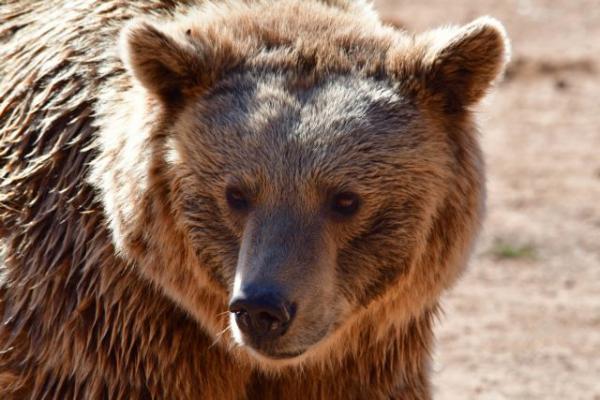 Αναστάτωση στη Φλώρινα : Αρκούδα κινείται κοντά σε κατοικημένη περιοχή