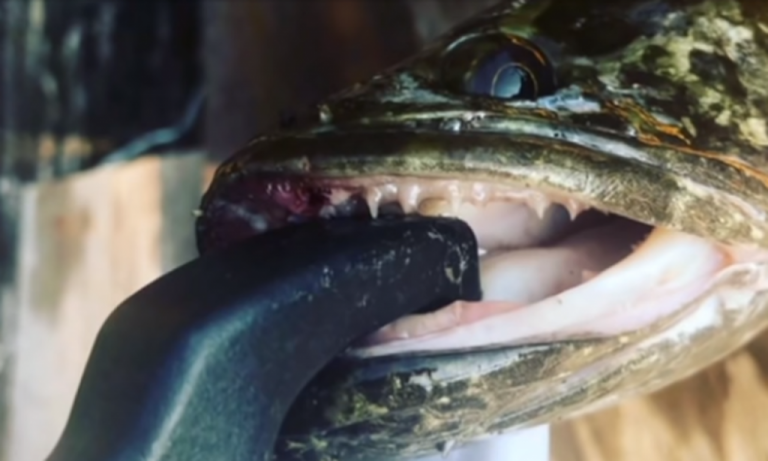 Φιδοκέφαλο ψάρι : Ζει και στην στεριά «Αν το δείτε σκοτώστε το»