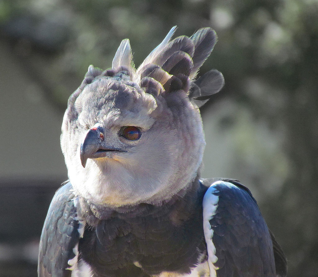 Άρπυια : Το τεράστιο πτηνό με το χαρακτηριστικό λοφίο