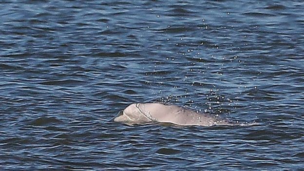 Βρετανία: Μεγάπτερη φάλαινα βρέθηκε νεκρή να επιπλέει στον Τάμεση
