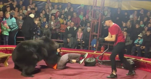 Ρωσία: Αρκούδα σε τσίρκο επιτέθηκε στον θηριοδαμαστή μπροστά σε μικρά παιδιά