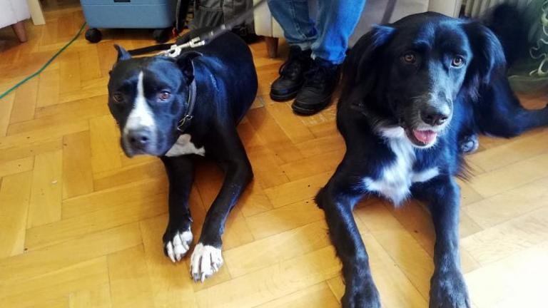 Σκύλοι θεραπευτές : Άνευ όρων αγάπη και φροντίδα σε όσους έχουν ανάγκη