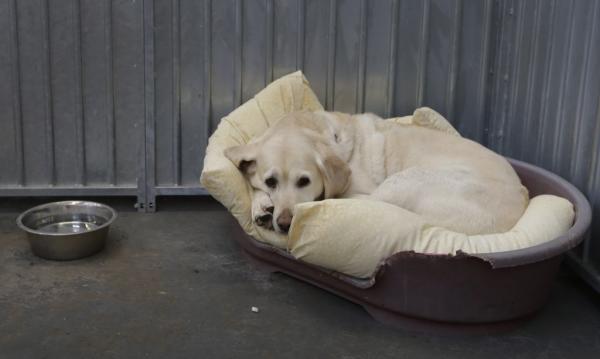Αυξημένο προσδόκιμο ζωής γι’αυτούς που έχουν σκύλο