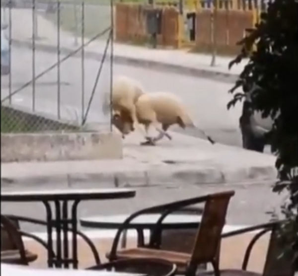 Αγρίνιο : Κριάρια «μονομάχησαν» σε κεντρικό δρόμο