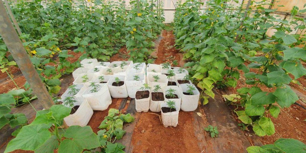 Μεγάλο φιάσκο της ΕΛΑΣ στην Κρήτη: Συνέλαβαν… καλλιεργητή κλωστικής κάνναβης