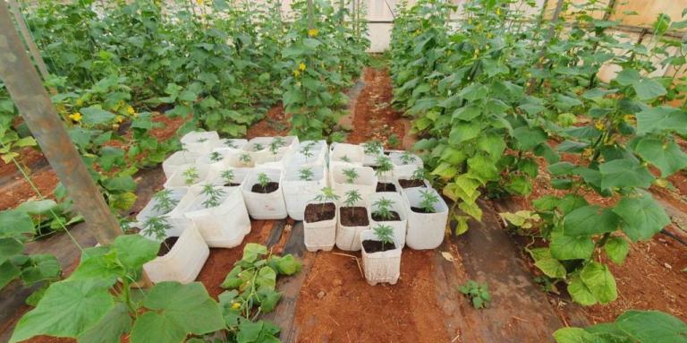 Μεγάλο φιάσκο της ΕΛΑΣ στην Κρήτη: Συνέλαβαν… καλλιεργητή κλωστικής κάνναβης