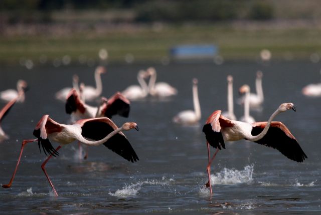 Φθινόπωρο στην Κερκίνη