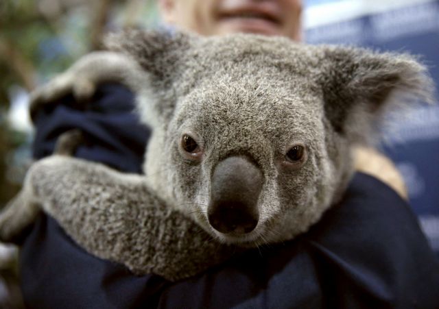Αυστραλία : Φόβοι για εκατοντάδες νεκρά κοάλα λόγω πυρκαγιάς