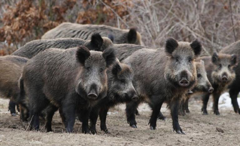 Κοπάδι αγριογούρουνων έστειλε… στο νοσοκομείο οδηγό μοτοσικλέτας