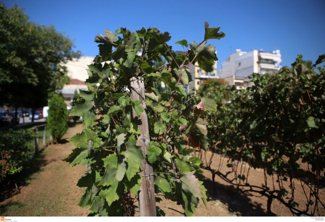 Πτώση 10% στην ελληνική οινοπαραγωγή