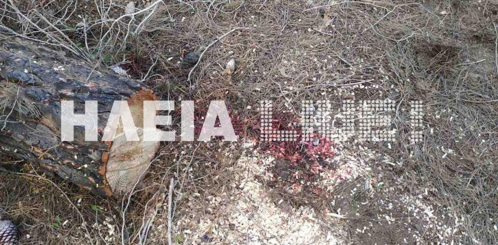 Πύργος : Δύο νεκροί μέσα σε λίγες ώρες στο δάσος της Στροφυλιάς