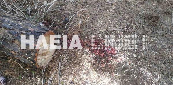 Πύργος : Δύο νεκροί μέσα σε λίγες ώρες στο δάσος της Στροφυλιάς