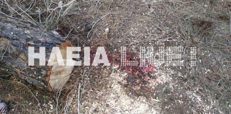 Πύργος : Δύο νεκροί μέσα σε λίγες ώρες στο δάσος της Στροφυλιάς