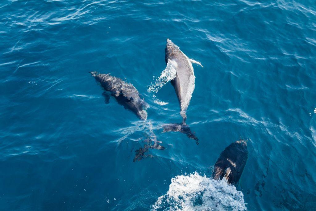 Δελφίνια «ξεχύνονται» για παιχνίδια στον Θερμαϊκό