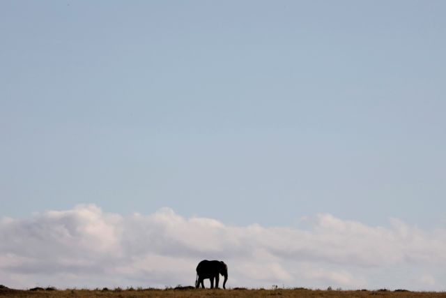 Μποτσουάνα : Εκατό ελέφαντες θύματα της ξηρασίας