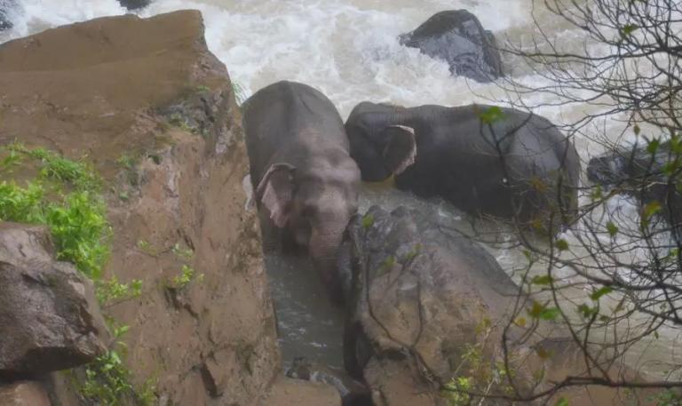 Ταϊλάνδη : Ελέφαντες σκοτώθηκαν προσπαθώντας να σώσουν ο ένας τον άλλο