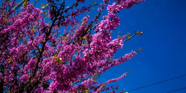 Καιρός : Μέχρι που θα φτάσει η θερμοκρασία την Τετάρτη