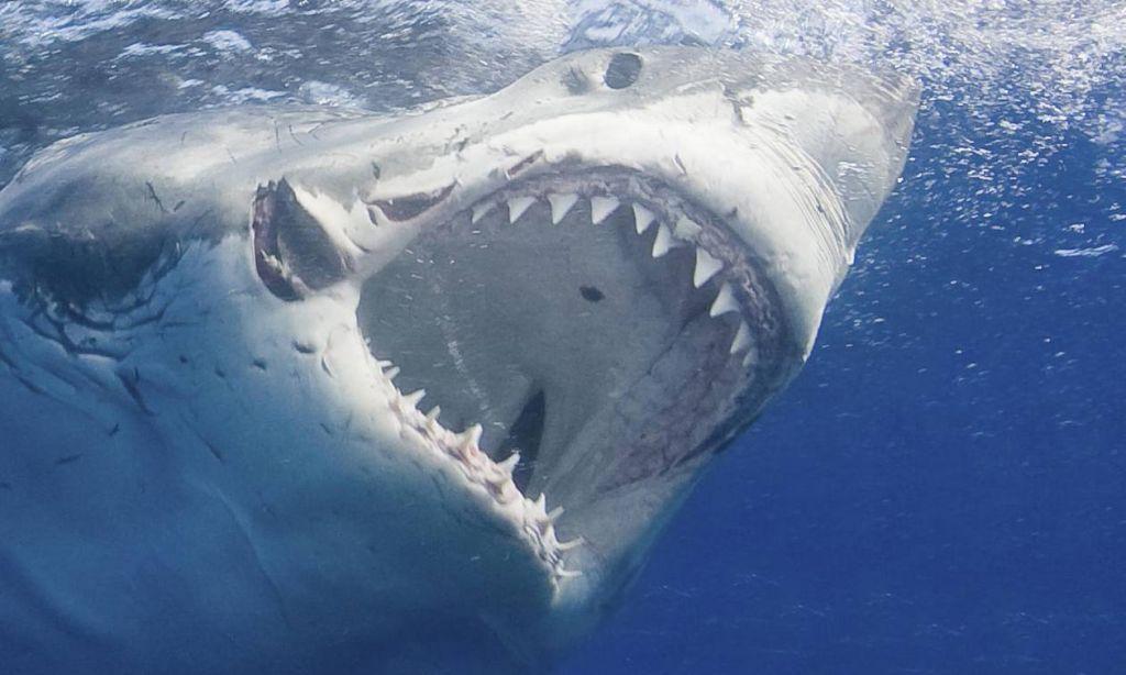 Λευκός καρχαρίας : Ορμάει σε κλουβί με δύτες – Δάγκωνε με μανία τα σίδερα