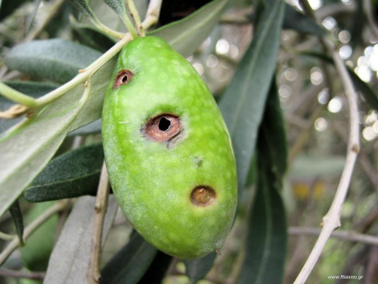 Κρήτη : Δάκος και Νοτιάδες έπληξαν τις ελιές