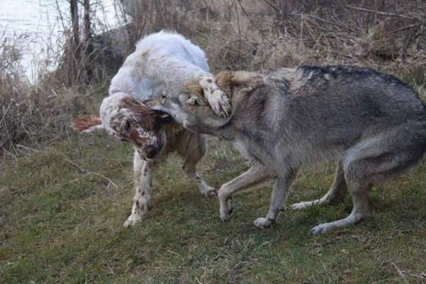 Ανησυχία από την εμφάνιση λύκων σε χωριά της Αλεξανδρούπολης