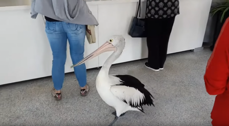 Πελεκάνος στέκεται στην ουρά για Fish & Chips