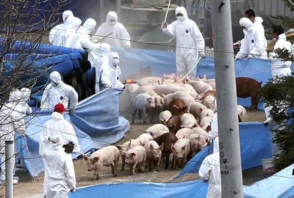 Αφρικανική πανώλη των χοίρων : Σε επιφυλακή η Περιφέρεια Μακεδονίας