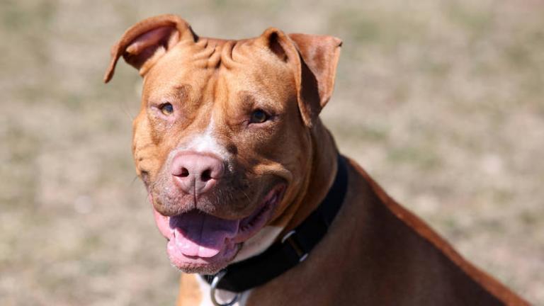 Τουρκία : Πίτμπουλ επιτέθηκε σε 7χρονο