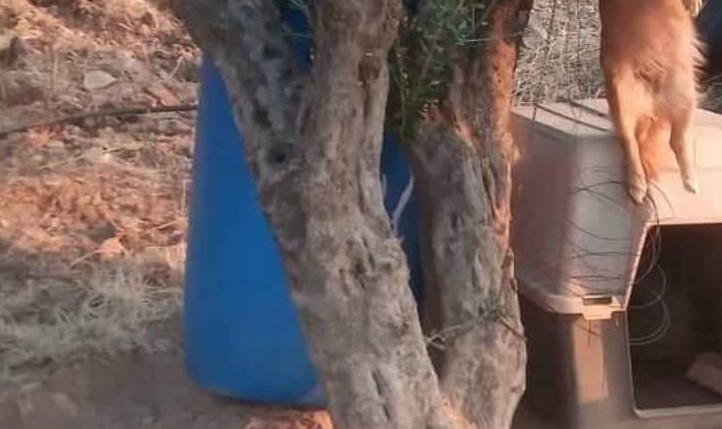 Κτηνωδία στην Κρήτη : Κρέμασαν σκύλο σε δέντρο