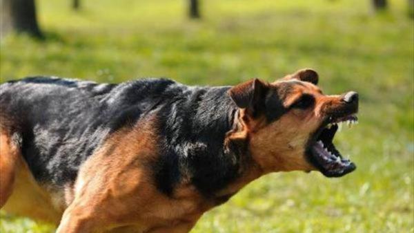 Ηράκλειο : Δίδυμα στο νοσοκομείο από δάγκωμα σκύλου