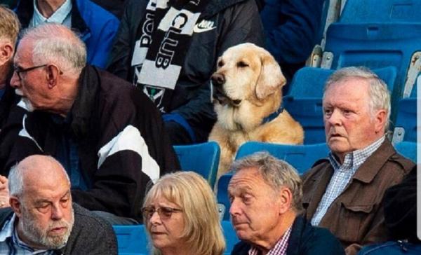 Σκύλος : Παρακολουθεί εφτά χρόνια αγώνα ποδοσφαίρου