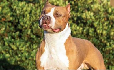 Διόνυσος : Αγέλη σκύλων επιτέθηκε σε περαστικούς – Δύο σοβαρά τραυματίες