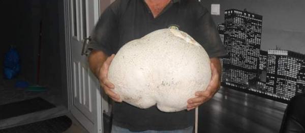 Πελώριο μανιτάρι στα Γρεβενά – Ζυγίζει 11 κιλά