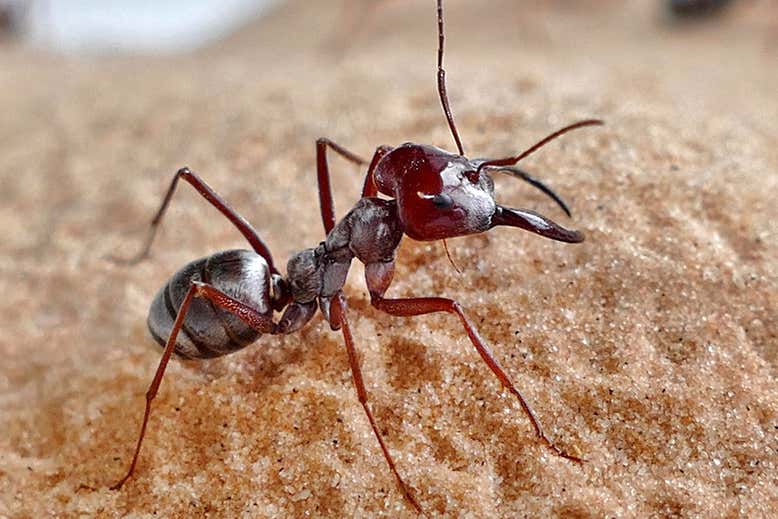 Το πιο γρήγορο μυρμήγκι στον κόσμο ζει στη Σαχάρα