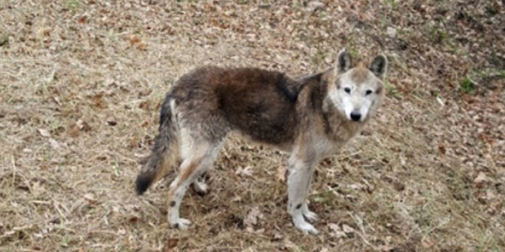Κοζάνη : Ζευγάρι λύκων τρομάζει τους κατοίκους – Κάνουν μέχρι και 24ωρες περιπολίες