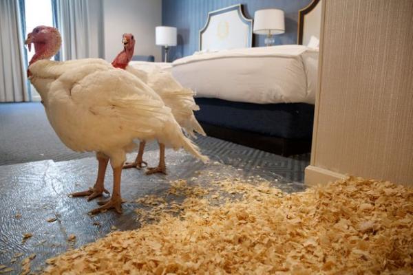 Τι γυρεύουν δύο γαλοπούλες στο… κρεβάτι του Τραμπ;